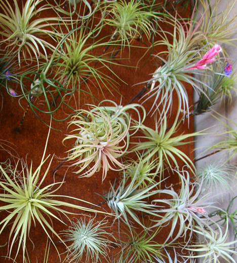 Plante amplasate pe peretii camerei